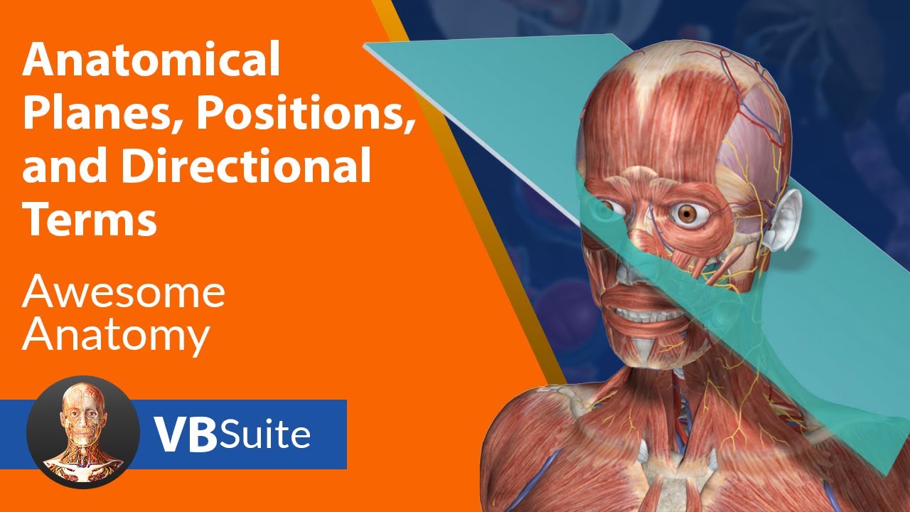 Видимый набор тела | Анатомические плоскости, положения и направления