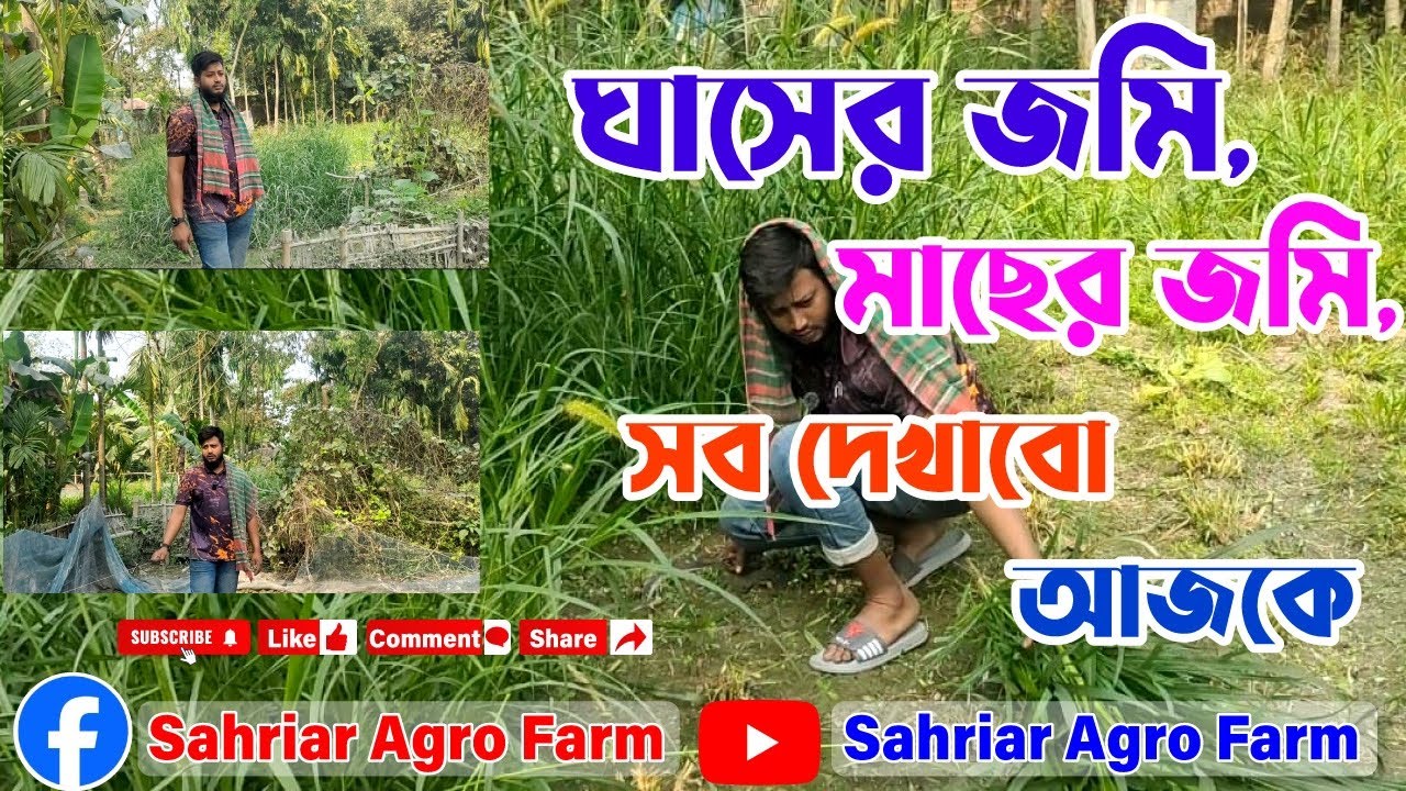 ঘাসের জমি,, মাছের জমি,,  সব দেখাবো আজকে 🌱🦈