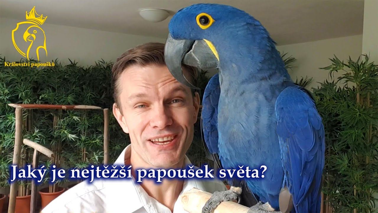 703 - Jak&yacute; je nejtěž&scaron;&iacute; papou&scaron;ek světa?
