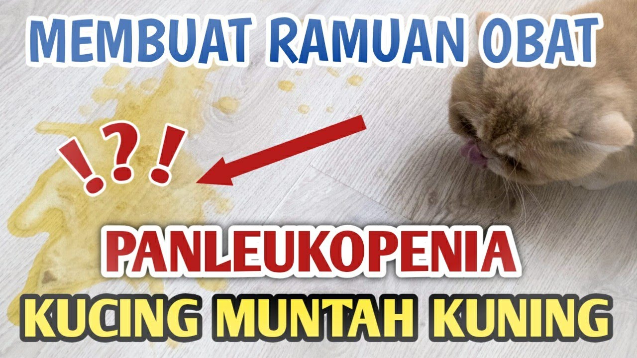 OBAT UNTUK KUCING MUNTAH KUNING (DISTEMPER)