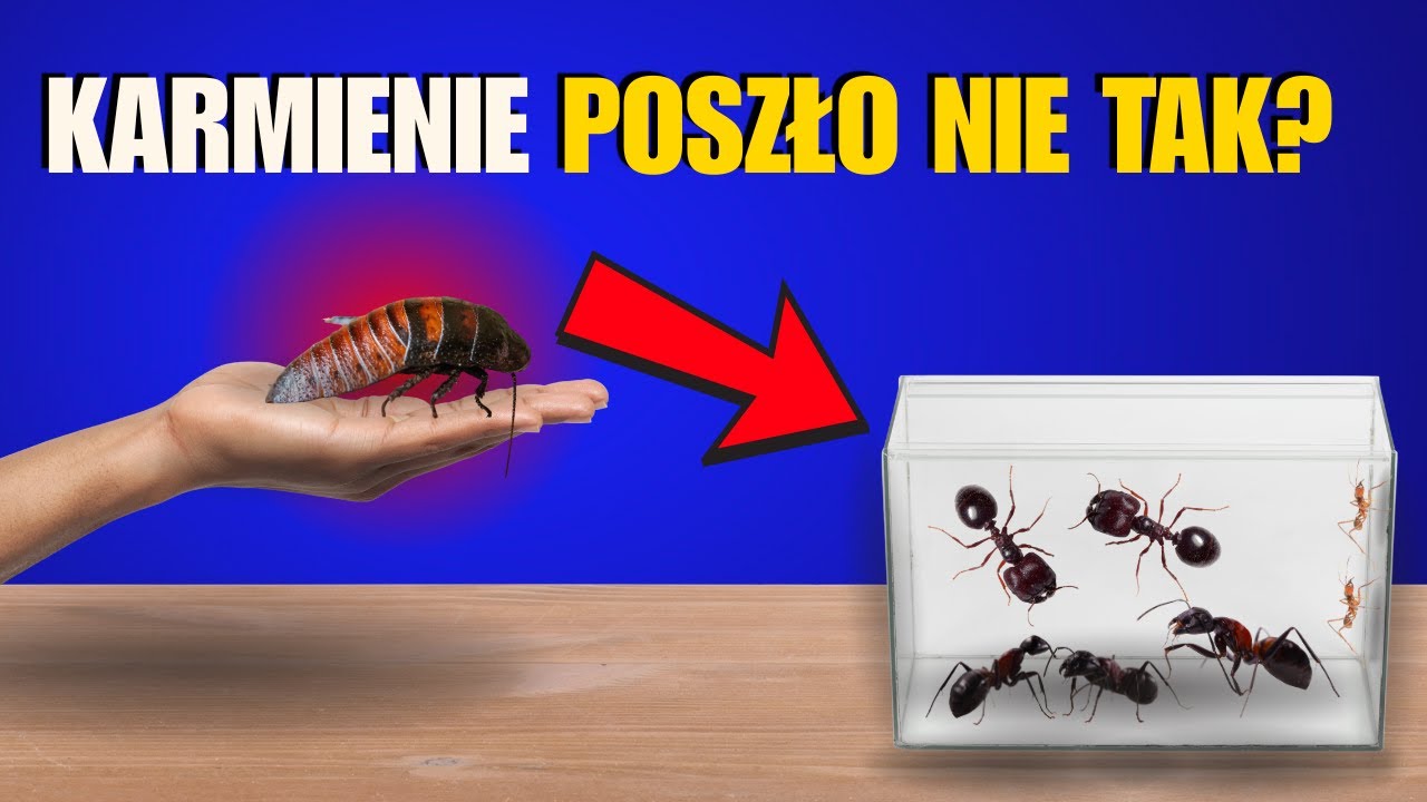 Mr&oacute;wki kontra olbrzymi robak &ndash; kto wygra?