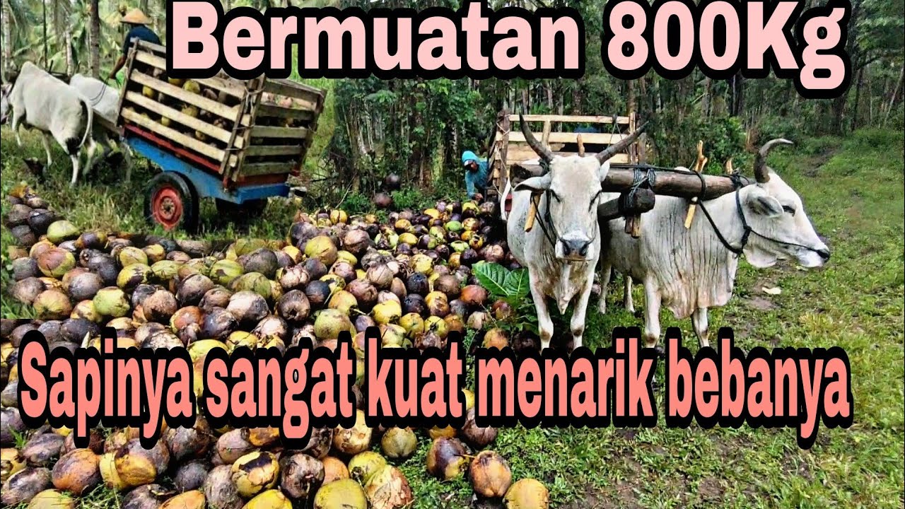 Sapi roda mengangkut kelapa
