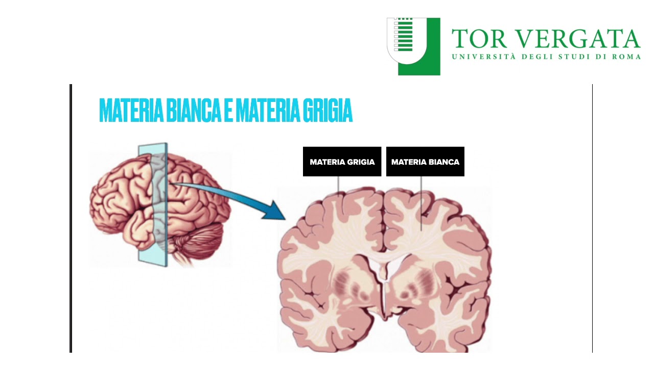 Psicologia Generale - Sistema Nervoso Centrale