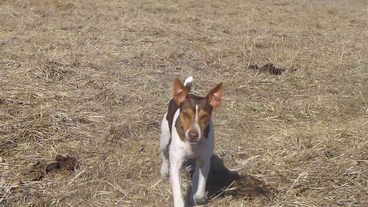Rat Terriers out in the field hunting