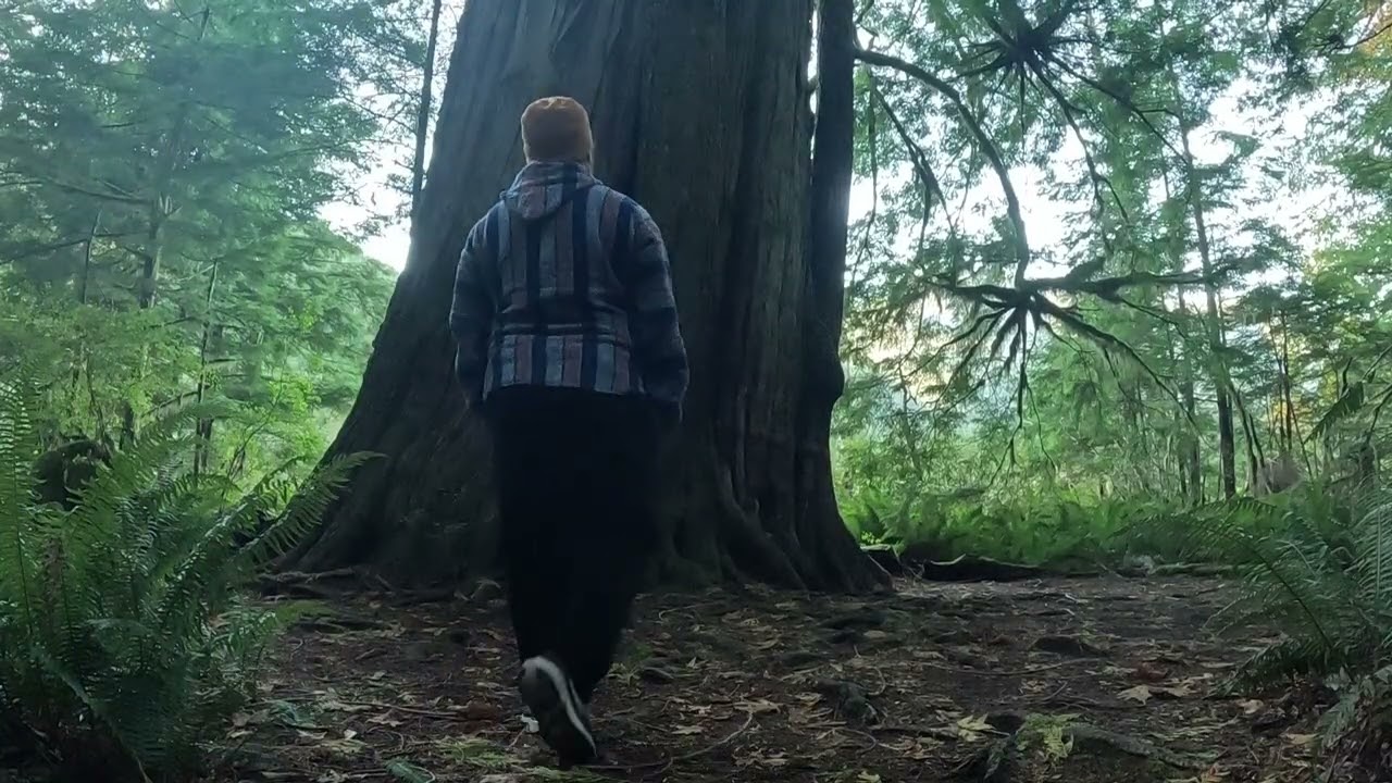 Giant Cedar Trail