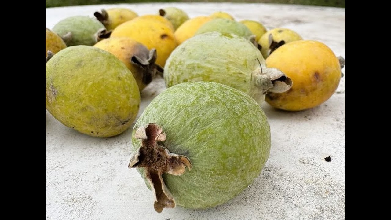 ΦΕΪΖΟΑ-Feijoa: Το εξωτικό φρούτο που καλλιεργείται στην Ημαθία & αποτελεί μία κερδοφόρα καλλιέργεια