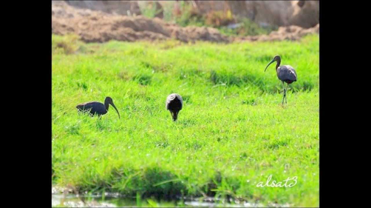وادي عليب.wmv