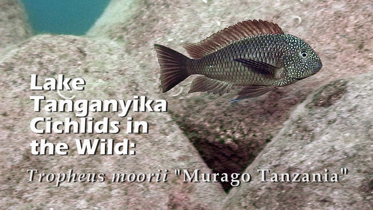 Lake Tanganyika Cichlids in the Wild: Tropheus moorii 