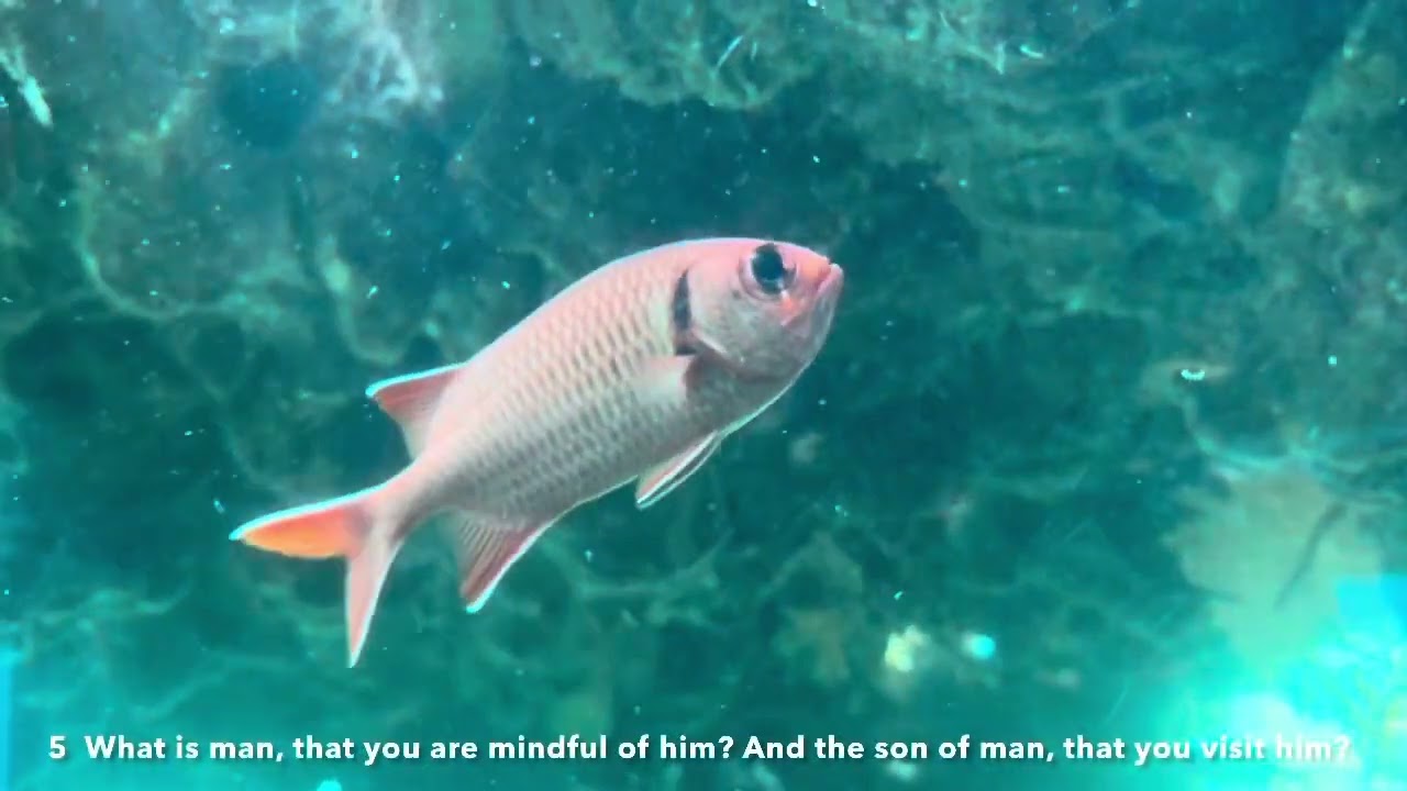 One minute of Israel, Eilat, Red Sea-Coral World