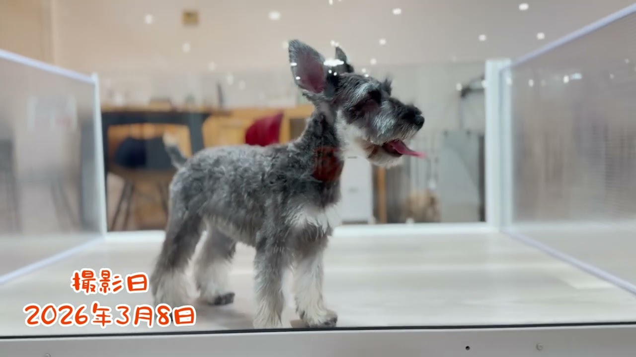 ★【No.1- 132】ミニチュア・シュナウザー　女の子　2025年10月5日生まれ｜山形県・鶴岡市｜横山功ブリーダー