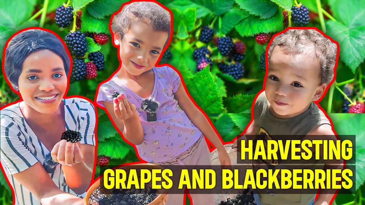 How to pick out real organic fruits at home- Benefits of BlackBerrys and grapes- The Brigy Family