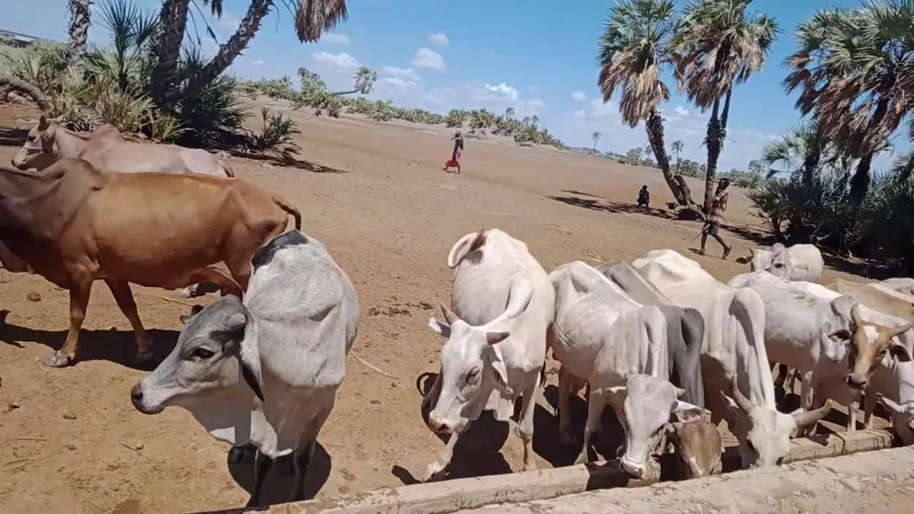 FARUU LOONI
