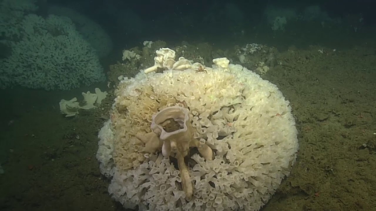 Building a Glass Sponge Reef LeysLab2018