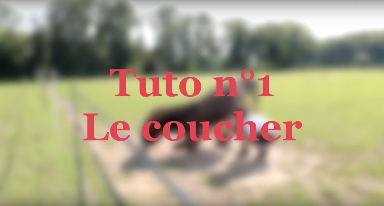 TUTO | Comment apprendre le coucher à son âne (méthode douce)