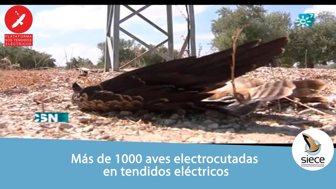 Más de 1000 aves electrocutadas en tendidos eléctricos