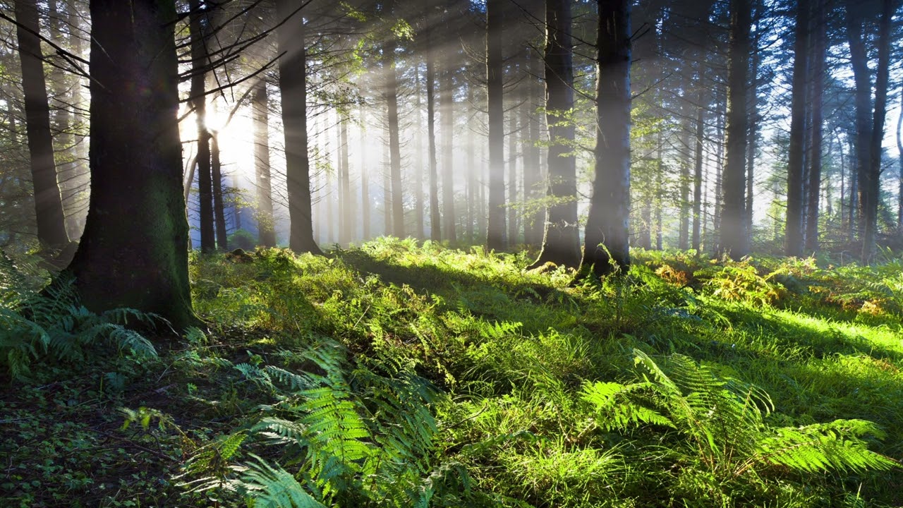 432 Hz - Harmonic Renewal: Relaxing Music to Unblock Energy, Enhance Meditation & Sleep