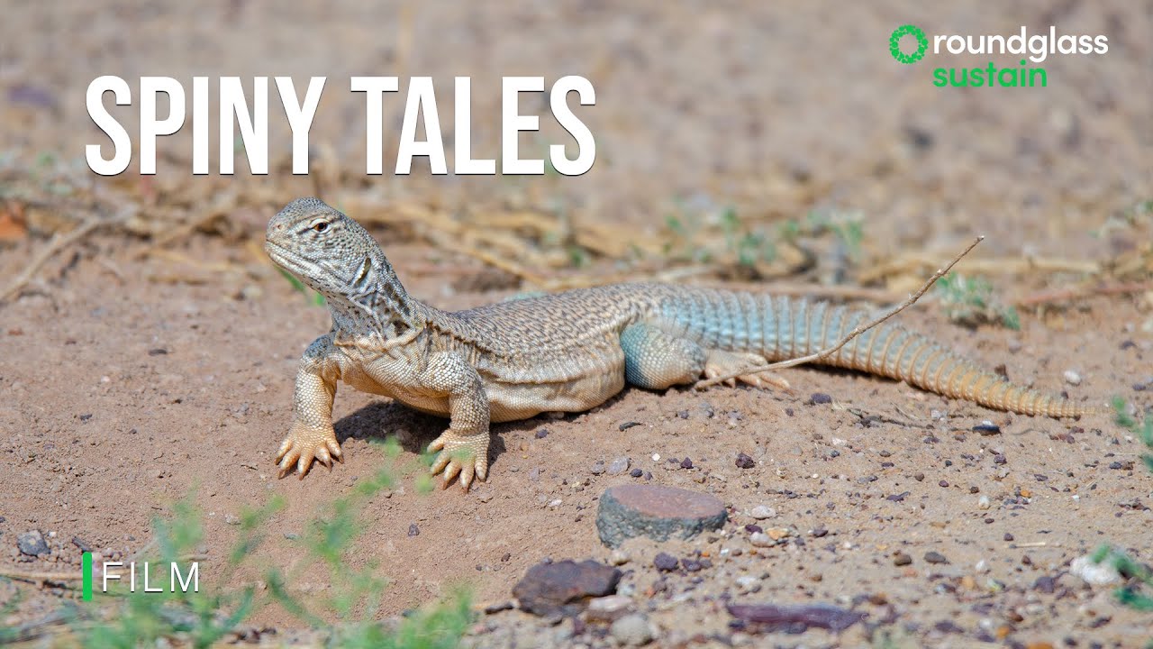 Spiny-Tailed Lizard’s Day in the Sun ☀️ | Thar Desert Wildlife Documentaries | @RoundglassSustain