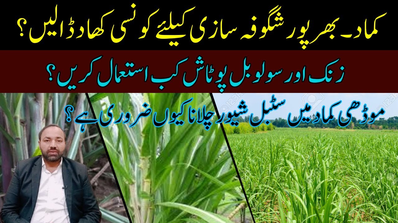 Boost Sugarcane Tillering with the Right Fertilizers | Cyber Agri Extension |