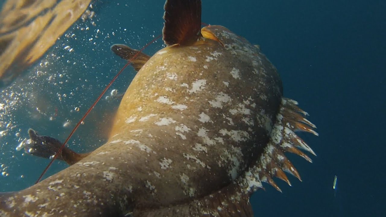 La pesca del mero por debajo de los -45 mts