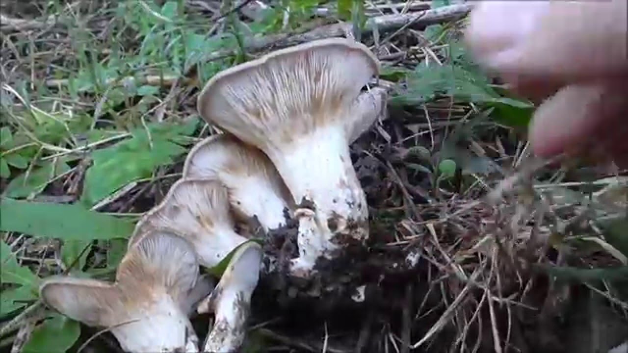 Pleurotus eryngii (Funghi di Ferla e Panicaudu) Novembre 2015