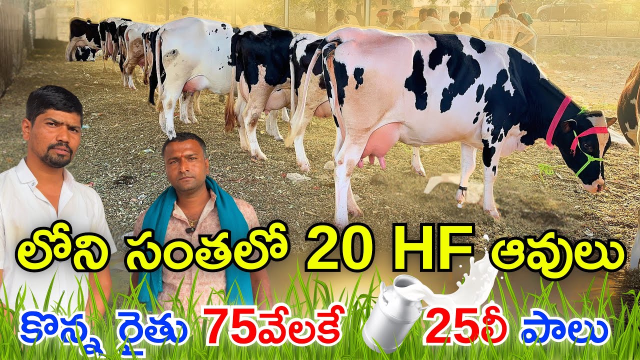 లోని సంతలో ఆవులు20 HF కొన్న రైతు | 75వేలకే 25లీ పాలు ఇచ్చే  HF ఆవులు | Loni Cow Market Maharashtra