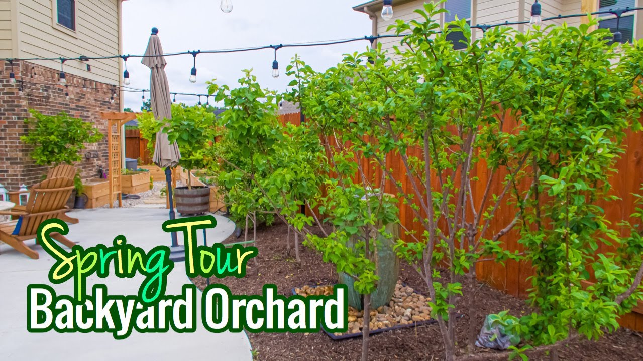 Backyard Orchard / Spring Tour / Over 30 Fruit Trees! / High Density