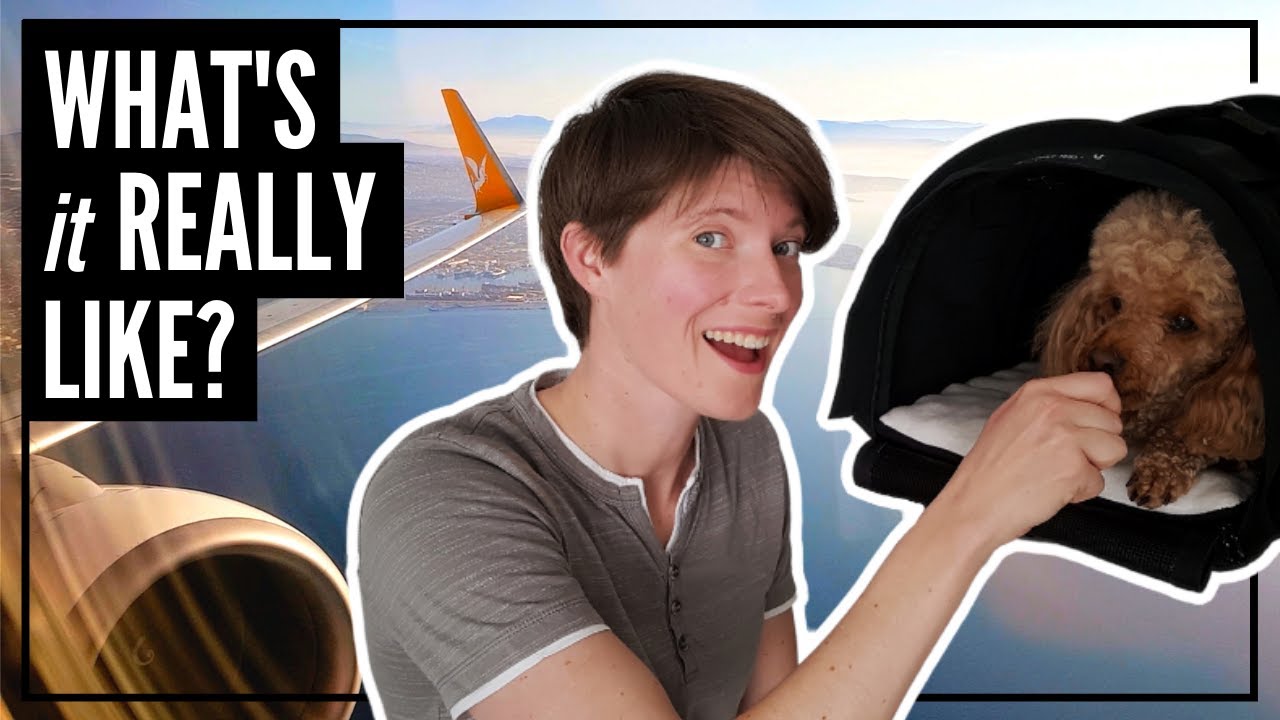 Tips for Flying with a Dog In-Cabin