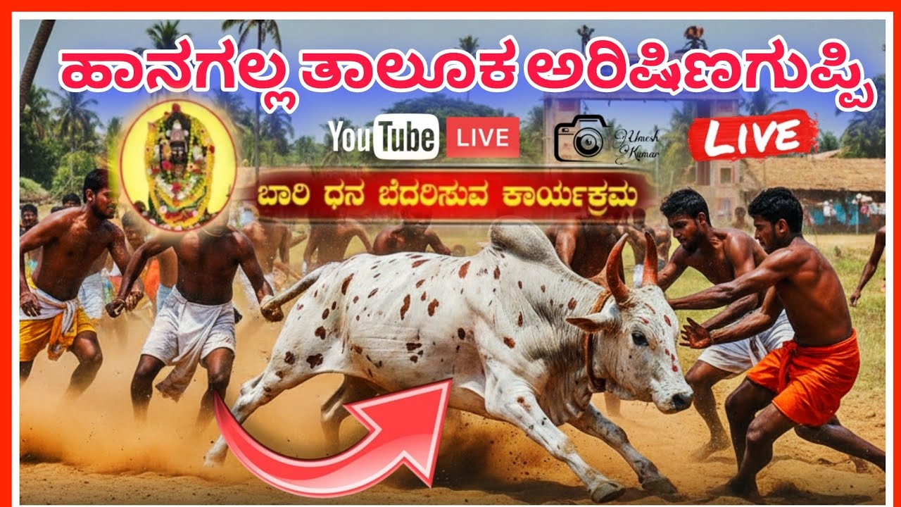 ಹಾನಗಲ್ಲ ತಾಲೂಕ ಅರಿಷಿಣಗುಪ್ಪಿ ಹೋರಿ ಹಬ್ಬದ ಲೈವ್,#ಲೈವ್