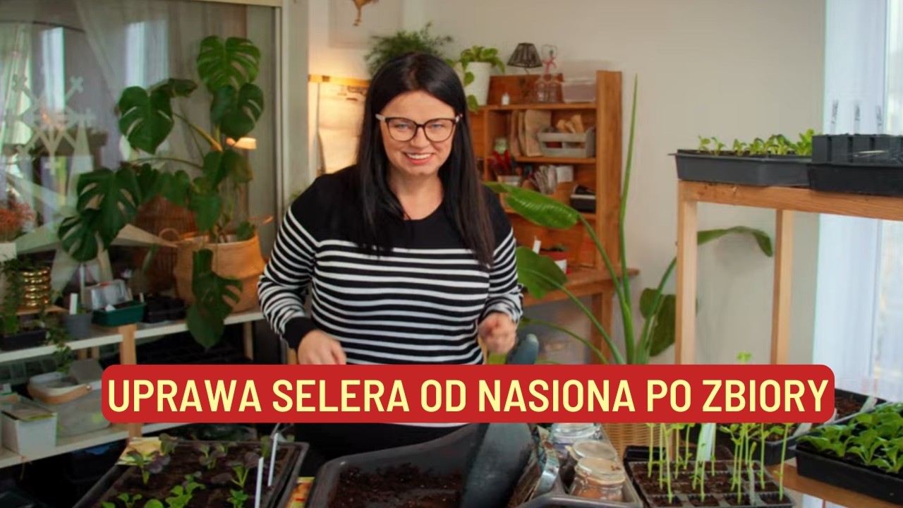 UPRAWA SELERA OD NASIONA PO ZBIÓR | KALENDARZ OGRODOWY | Kasia in