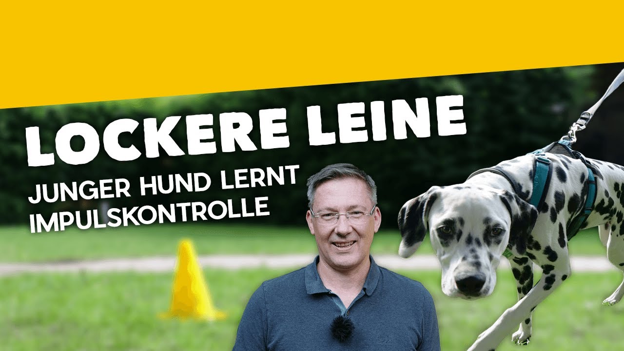 Leinenführigkeit: Laufen an lockerer Leine ► Junger Hund lernt Impulskontrolle [Training #4] (2019)
