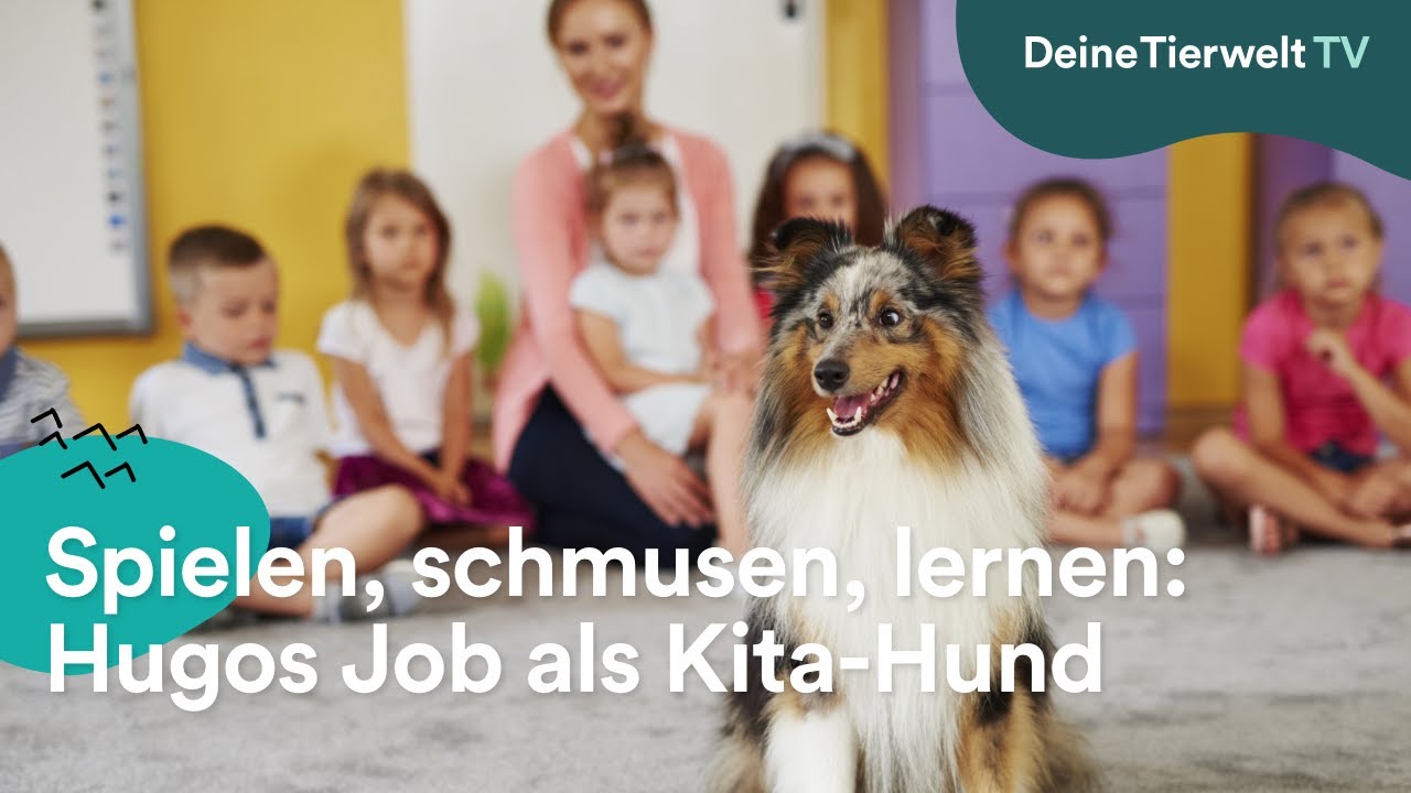 Spielen, schmusen, lernen: Hugos Job als Kita-Hund