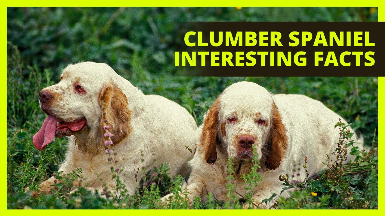 CLUMBER SPANIEL | Interesting facts you might not know about the Clumber Spaniel