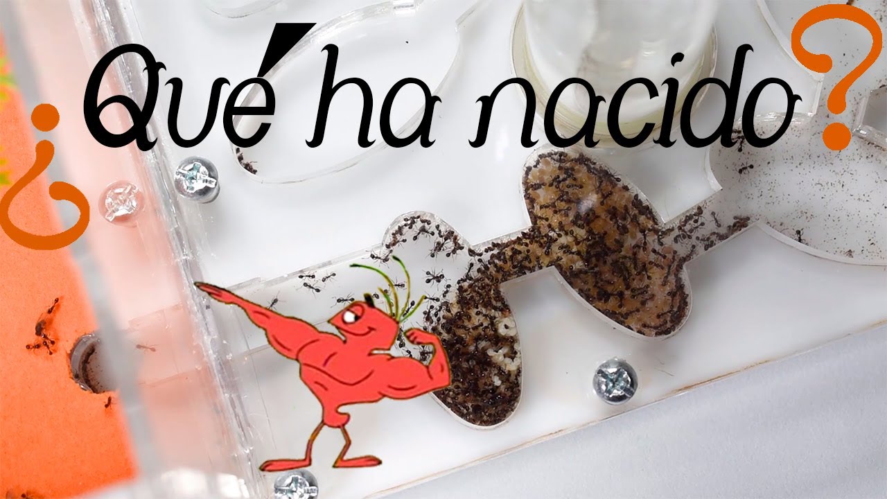 Algo gigante nació en mi colonia de Solenopsis 🥳 | Esta colonia se está saliendo de control!!! 😈