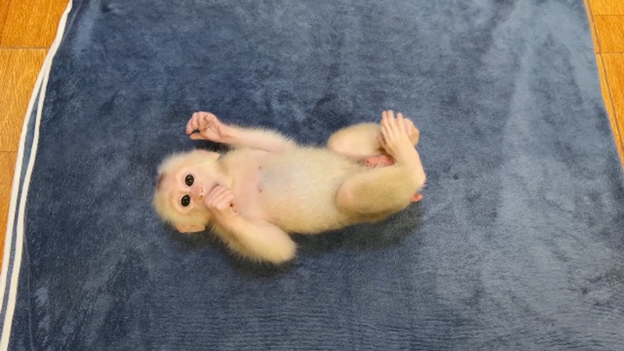 Pavpav Is Sweet Baby In Whole Family Till Mom WarmComfy All Time