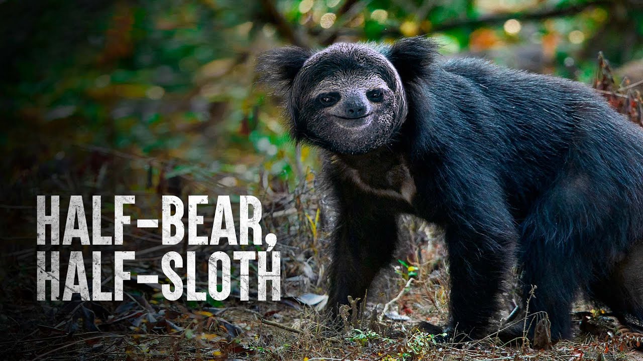 How to Survive Against the Deadliest Bear
