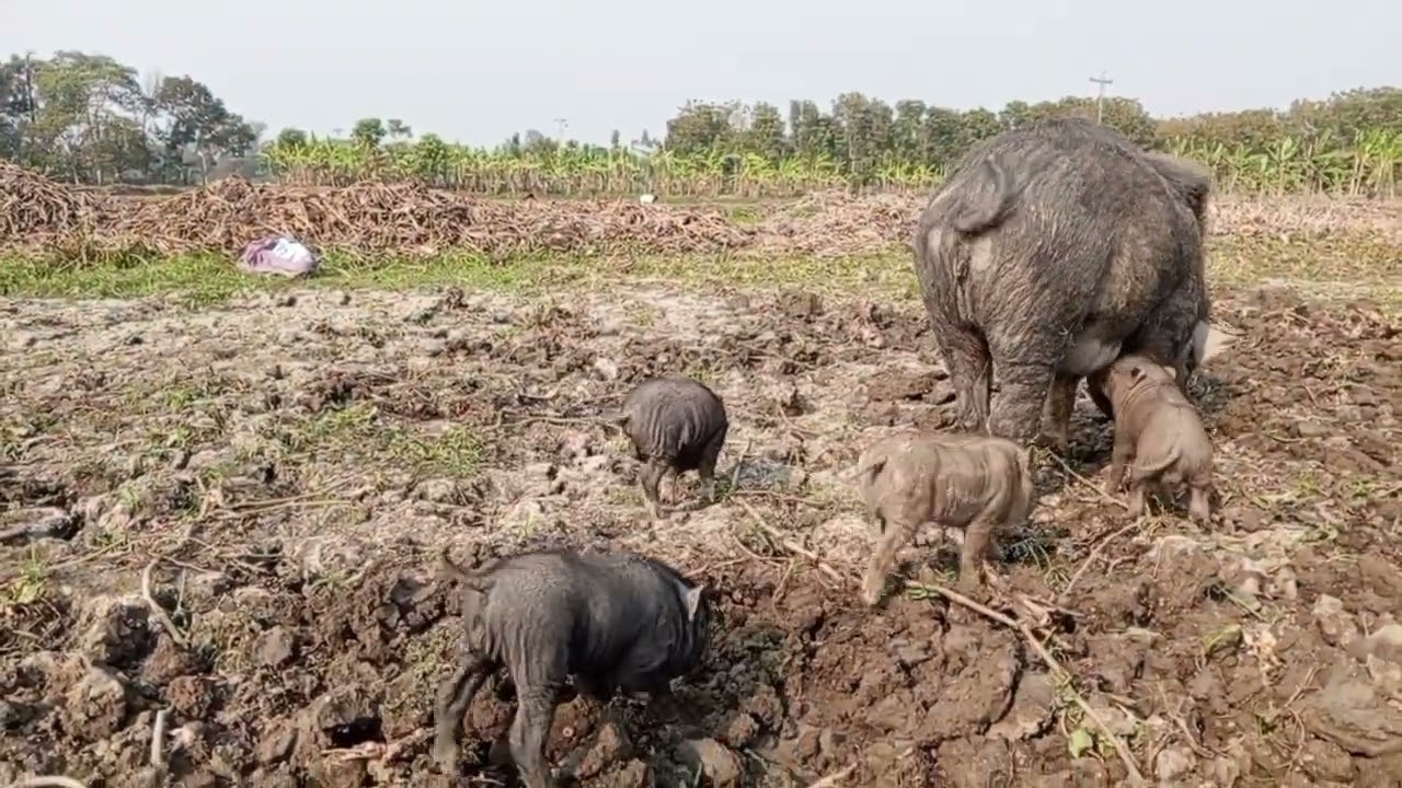 Best animals video. Sundor village mud in black pig. Animal life nich pets video