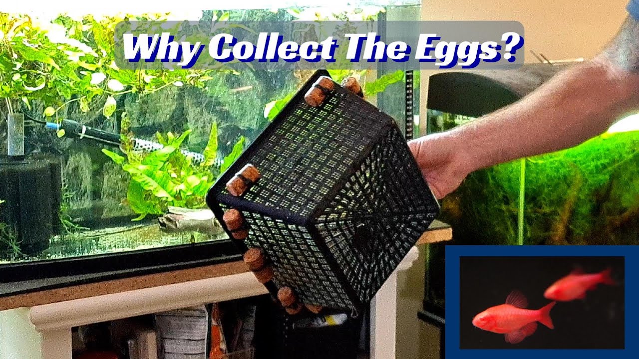 Breeding Egg Scattering Fish Without Collecting The Eggs.