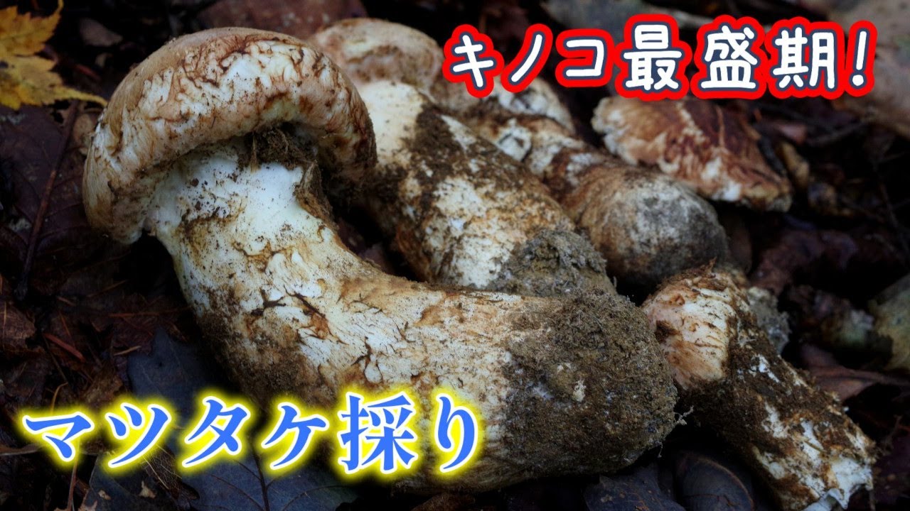 【マツタケ採り】極上マツタケ最盛期！