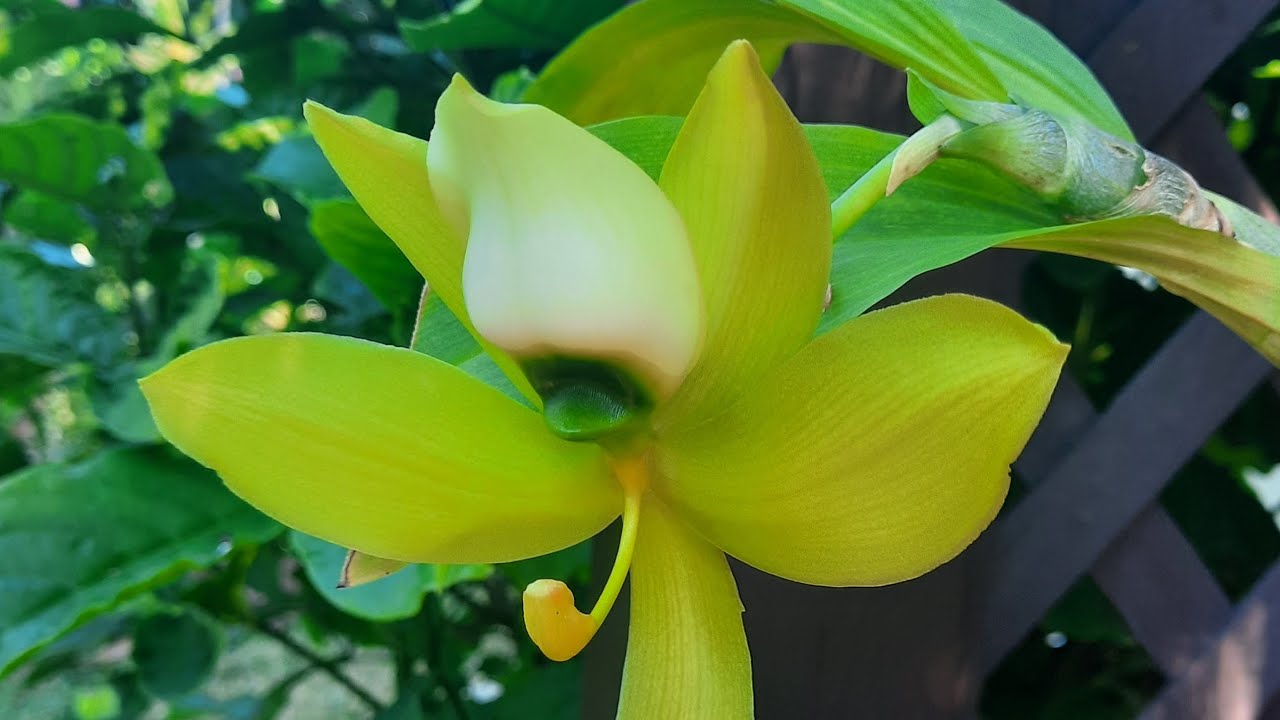 Cycnoches warscewiczii, blooming orchid. @OrchidNewbee 