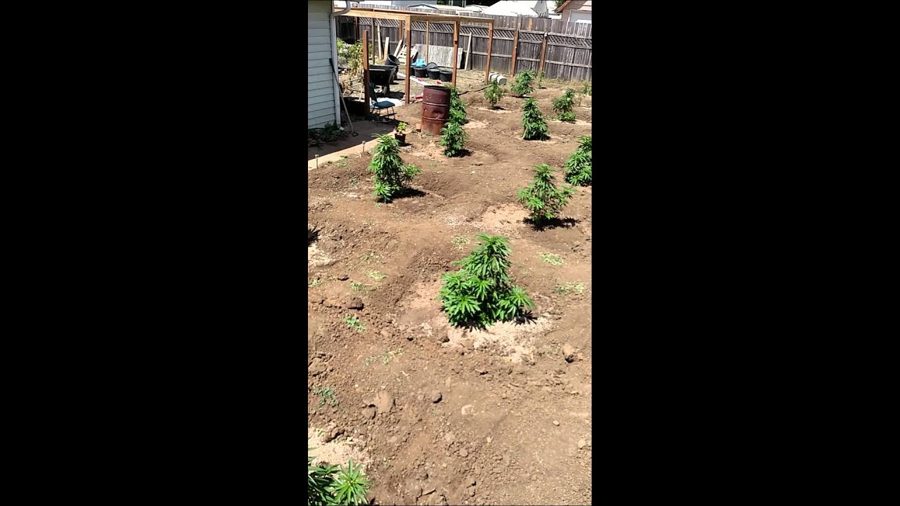 Royal kush 2015(7)
