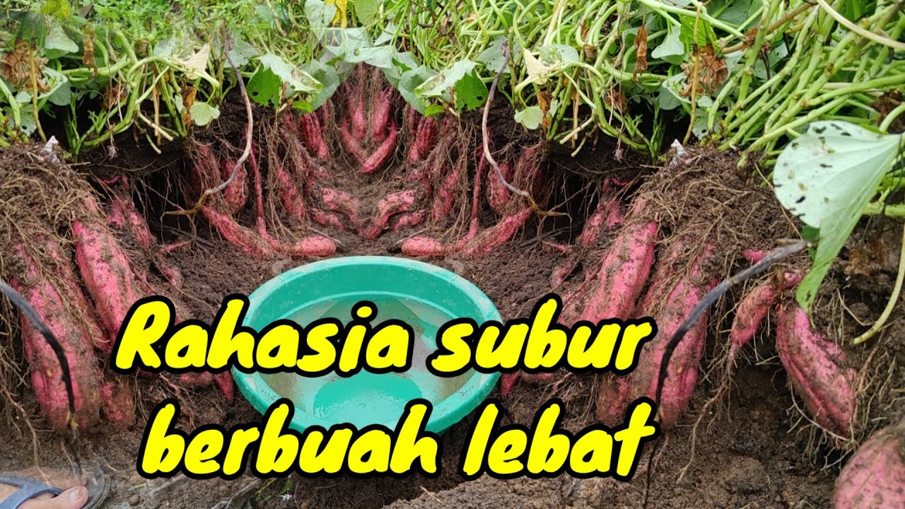sini aku ajarin ..!tutorial cara menanam umbi jalar supaya berbuah lebat dan besar ..  sampai panen