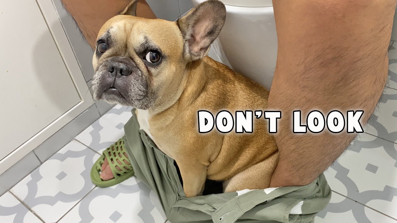Things I Can NOT Do As A Dog Dad