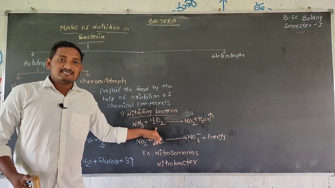 Modes of Nutrition in Bacteria.For B.Sc Botany , Semester-I.