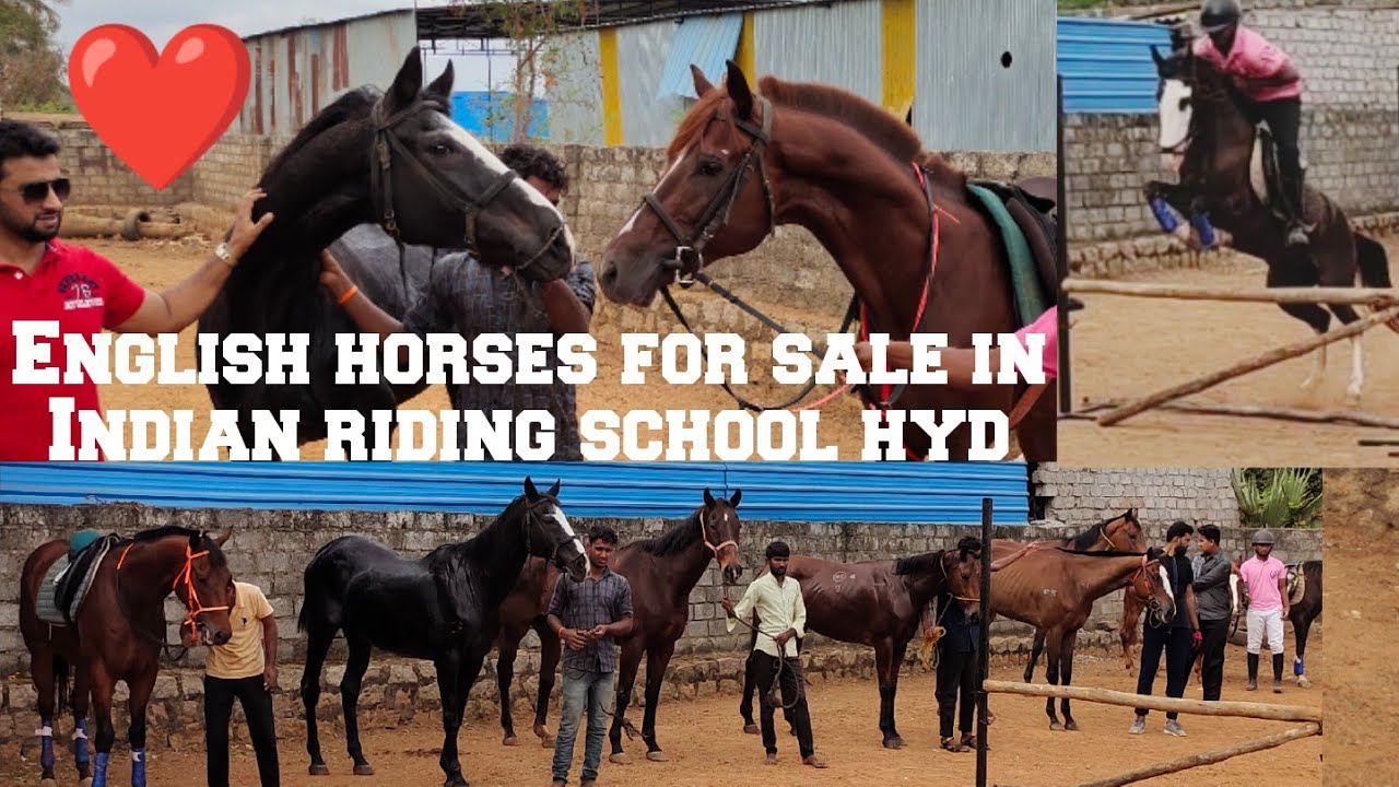 Indian riding school Hyderabad | English horses in Hyd | polo horse #thorough bred