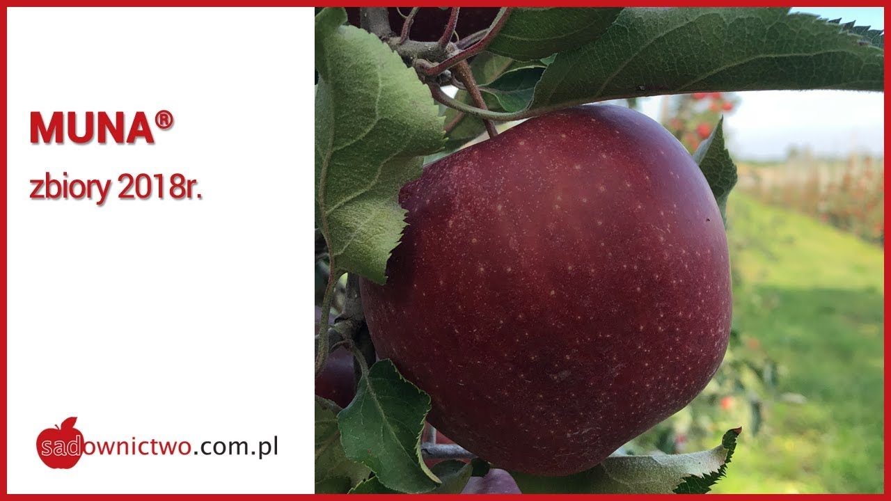Muna - zbiory jabłek 2018r. [odmiany jabłoni / apple variety]
