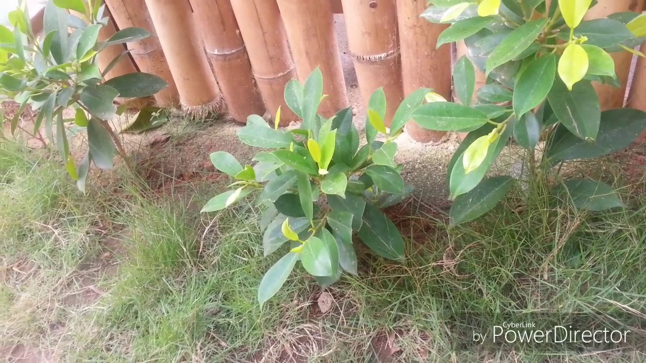 Espace Vert