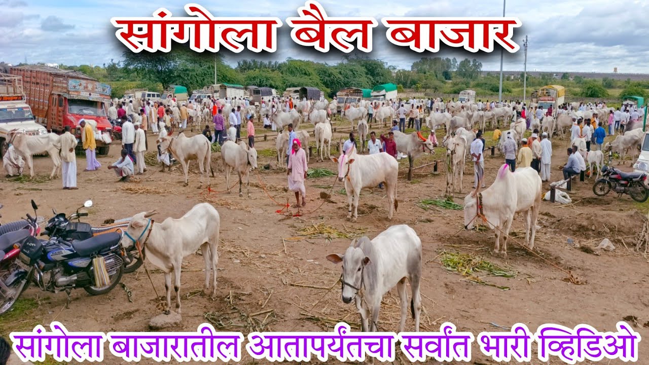 सांगोला बैल बाजारातील असा व्हिडिओ तुम्ही YouTube वर कधीच पाहिला नसेल..Sangola Bail Bajar.दि-7/8/2022