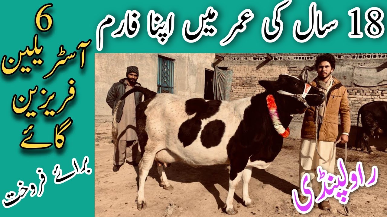 Rawalpindi New Farmer | 6 Top Class Australian cows for sale | Ahmed Ali Cow farm Rawalpindi