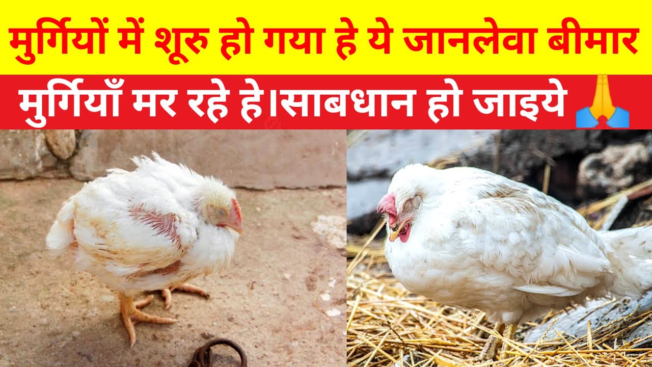 मुर्गियों में शूरु हो गया हे ये जानलेवा भयंकर बीमार(Murgi Palan,Chicken Care)