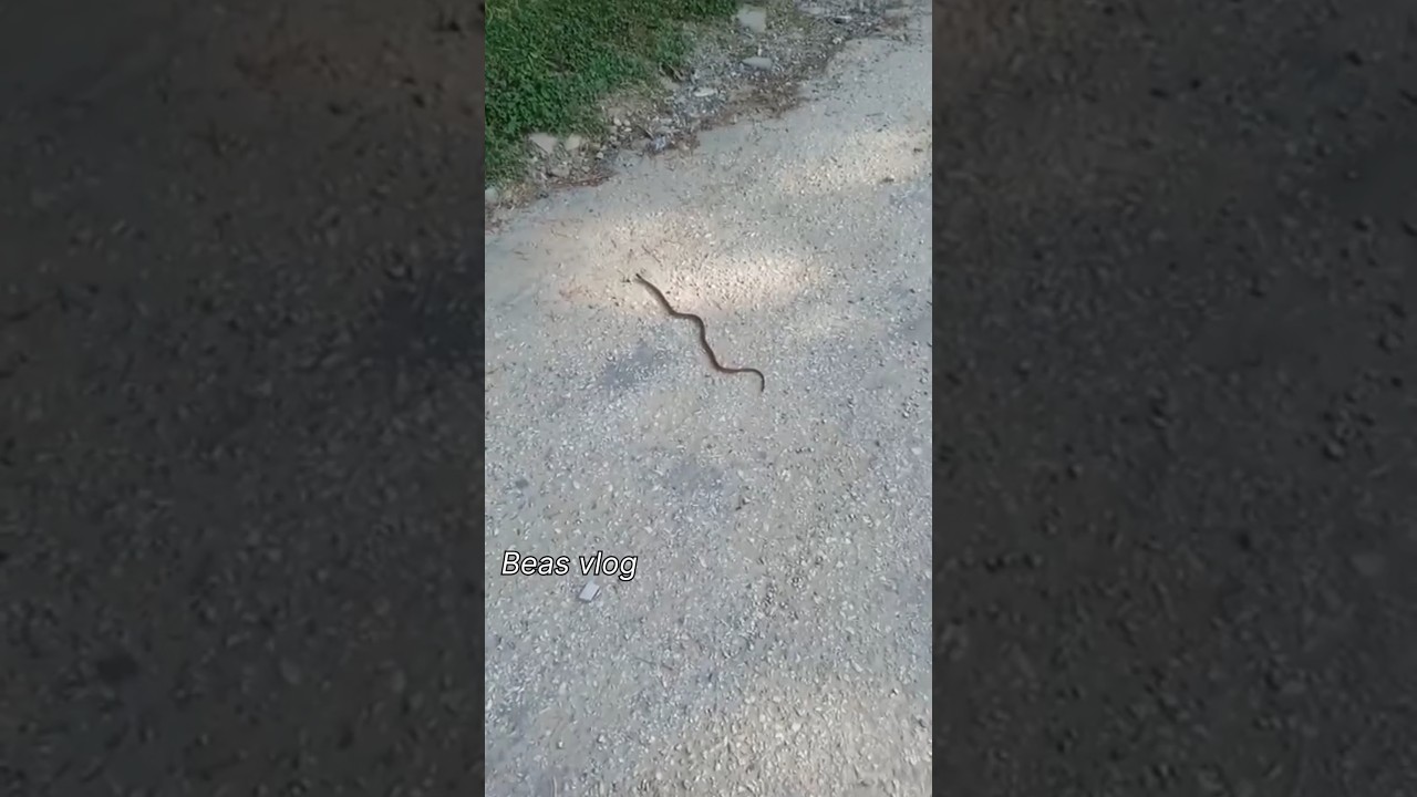 सांप 🐍😱🪱 #youtubeshorts #viralvideo #viralreels #shortsviral #ytshorts #sanekhunter #Beasvlog #2024